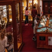 Mütter Museum