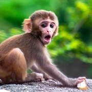Monkey