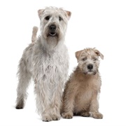 Soft Coated Wheaten Terrier