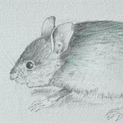 Blue-Grey Mouse