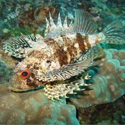 Hawaiian Green Lionfish
