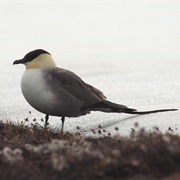 Long Tailed Jaeger