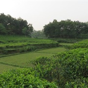 Lakkatura Tea Garden