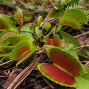 Stanley Rehder Carnivorous Plant Garden