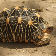 Indian Star Tortoise