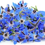 Borage Flowers