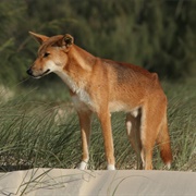 Dingo