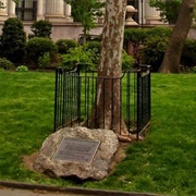 Philadelphia's Moon Tree (Permanently Closed)