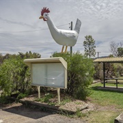 Big Chook