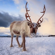 Reindeer