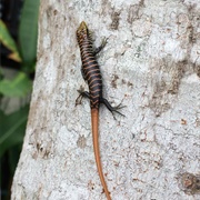 Olive Tree Skink