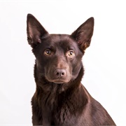 Australian Kelpie
