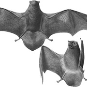 Common Bent-Wing Bat