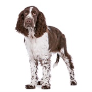 Springer Spaniel