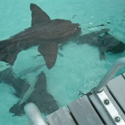 Nurse Sharks of Compass Cay