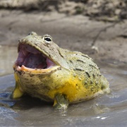 African Bullfrog