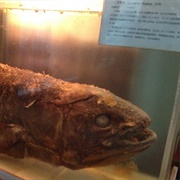 Shanghai Natural History Museum