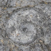 Goodsell Ridge Fossil Preserve