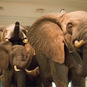 African Elephants Diorama