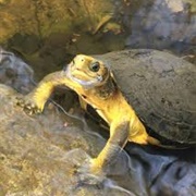 Yellow-Headed Tortoise