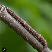 Twig Caterpillar