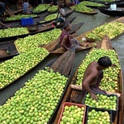 Floating Guava Market, Kuriana, Bangladesh