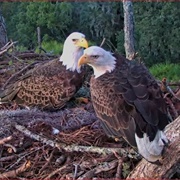 Hornby Island Bald Eagle Nest Camera