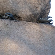 Crabs of Cleopatra's Needle