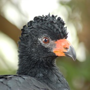 Wattled Curassow