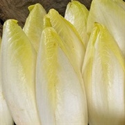 White Chicory/ Endive/ Witloof
