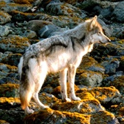 Vancouver Island Wolf