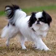 Japanese Chin