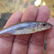 Minnow