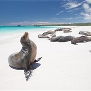 Galapagos Islands