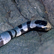 Banded Sea Krait