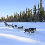 Dog Sledding