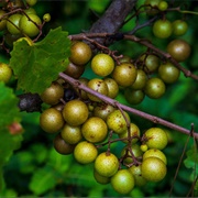 Scuppernong Grapes