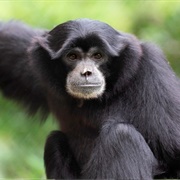 Siamang Gibbon