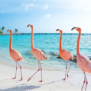 Flamingo Beach, Aruba