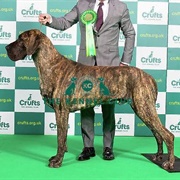 Great Dane