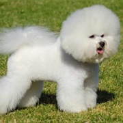Bichon Frise