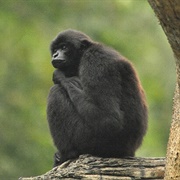Kloss's Gibbon