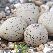 Plover Egg