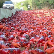 The Migration of the Red Crabs, Christmas Island