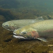 Steelhead Trout