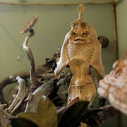 The Zymoglyphic Museum