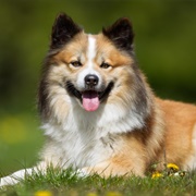 Icelandic Sheepdog