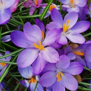 Anthrophobia - The Fear of Flowers