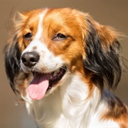Kooikerhondje