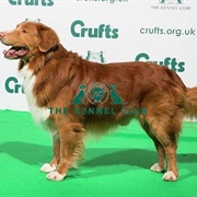 Retriever (Nova Scotia Duck Tolling)